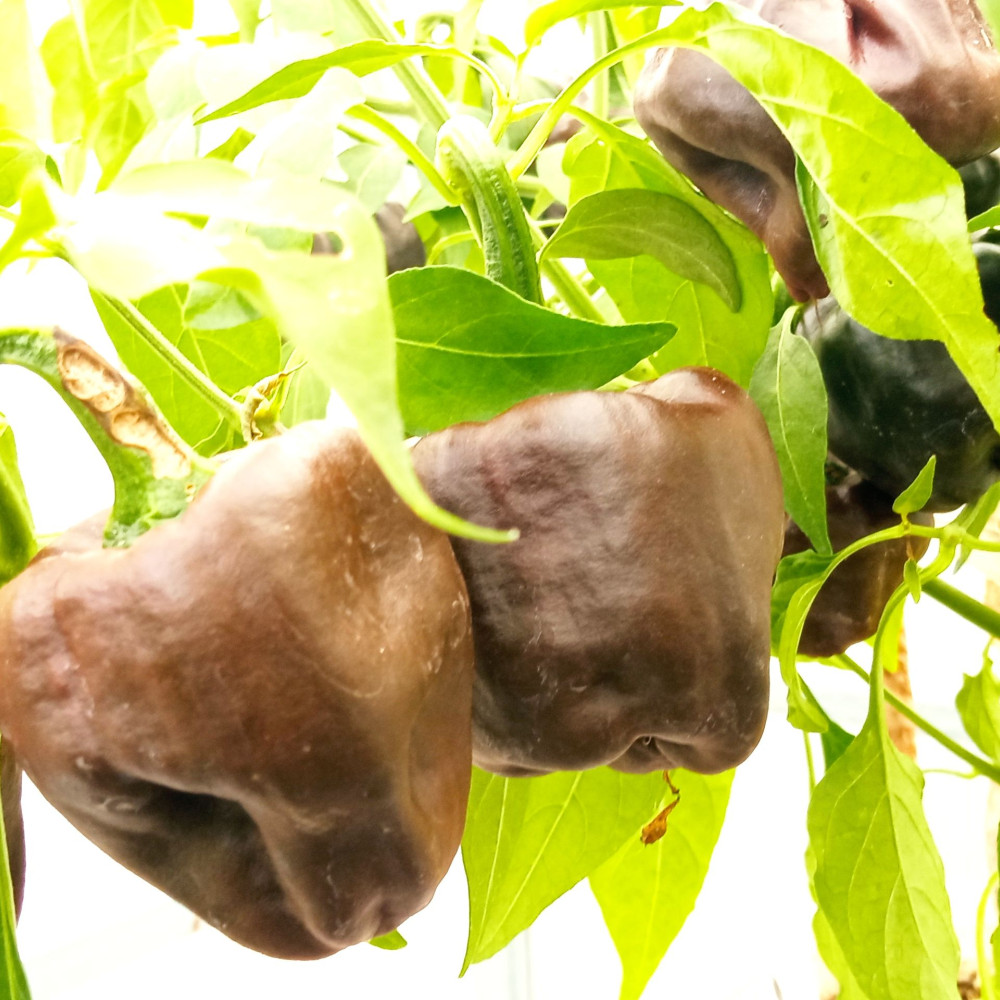 Семена острого перца Chilhuacle Negro-2