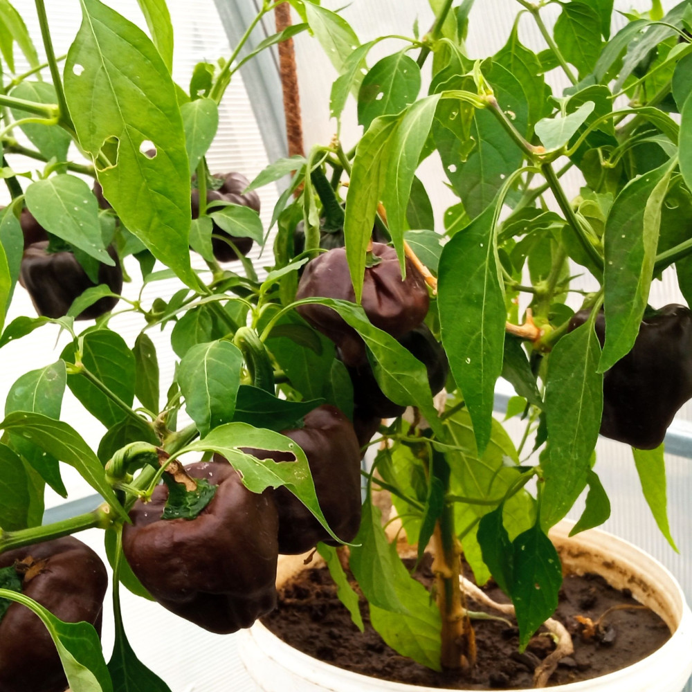 Семена острого перца Chilhuacle Negro-3