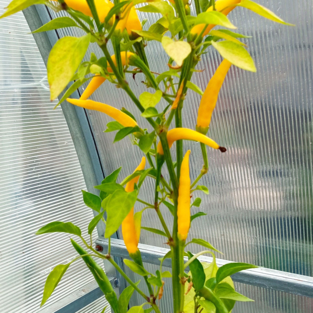 Семена острого перца Thai dragon yellow-1