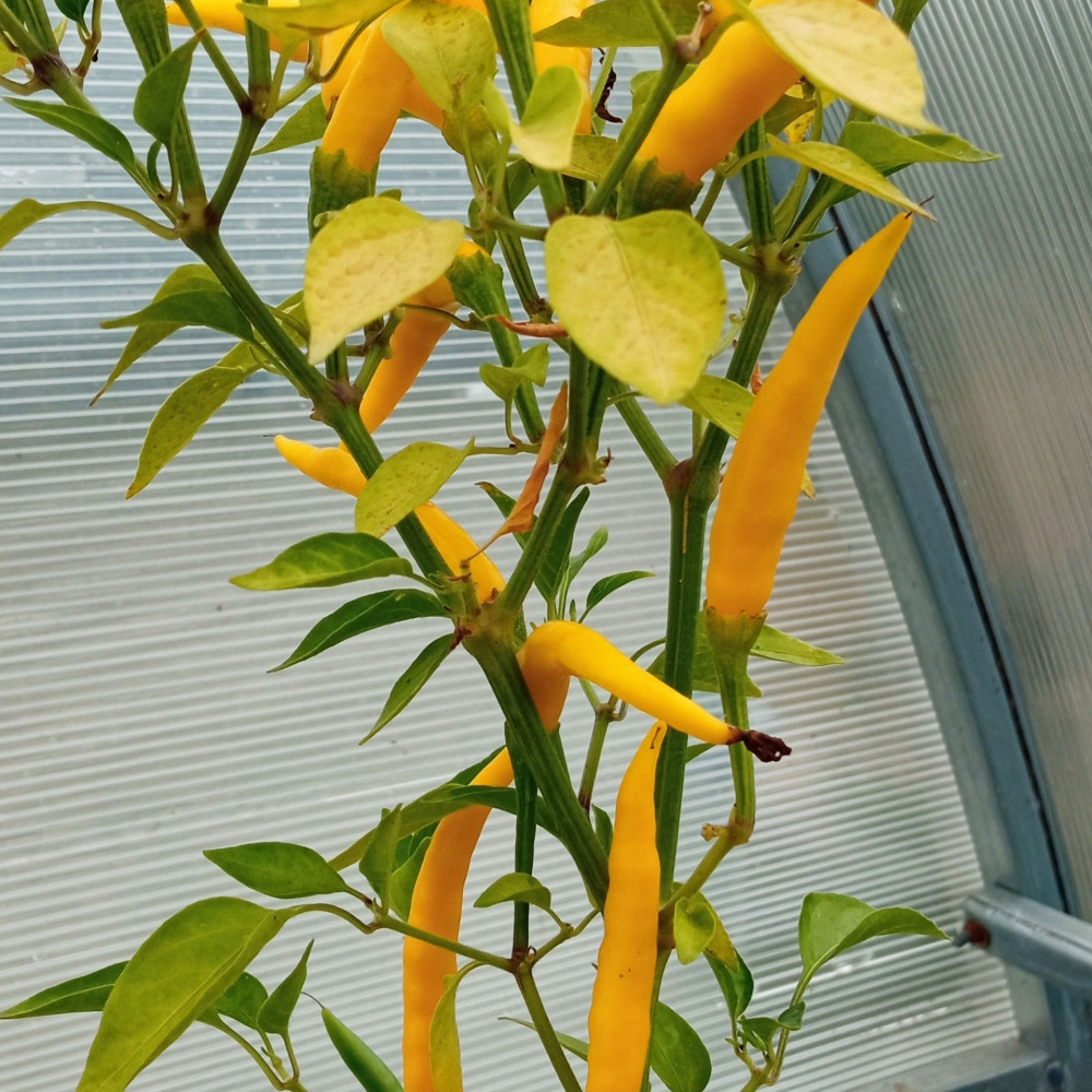 Семена острого перца Thai dragon yellow