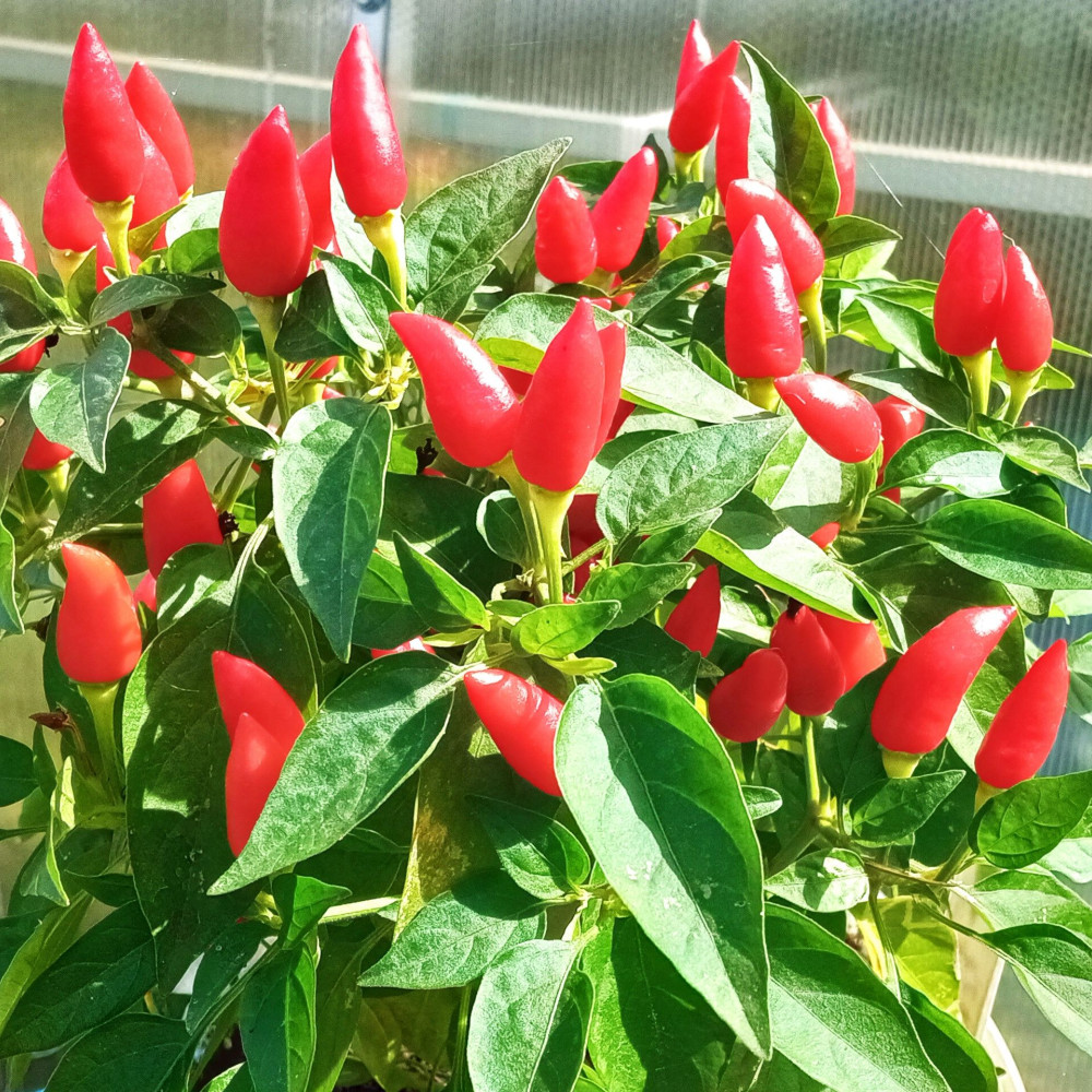 Семена острого перца Little Elf