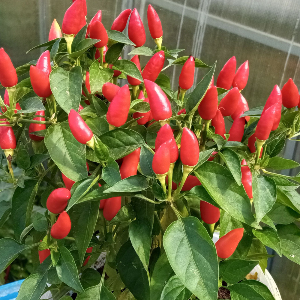 Семена острого перца Little Elf-2