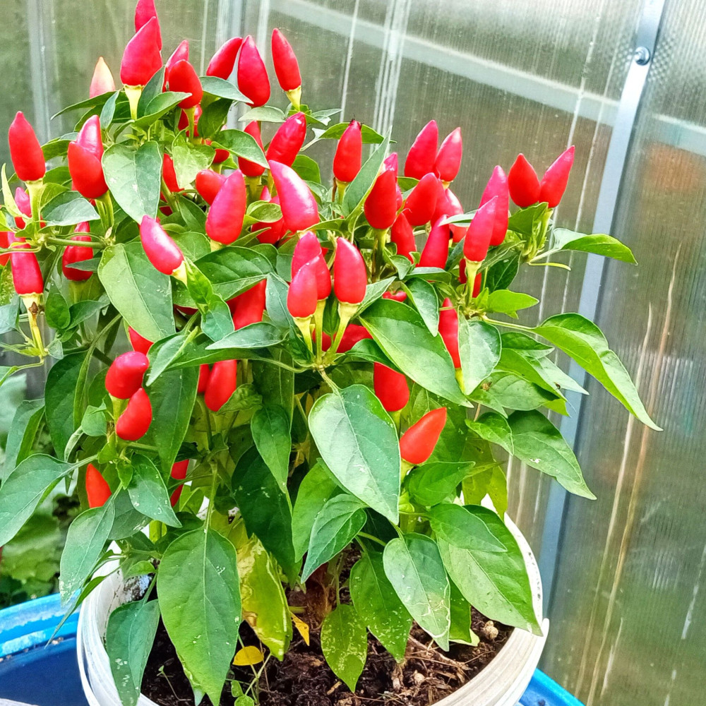 Семена острого перца Little Elf-3