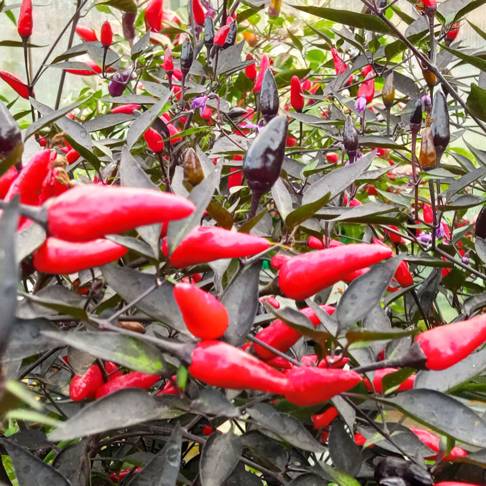 Семена острого перца Black olive pheno full black-2