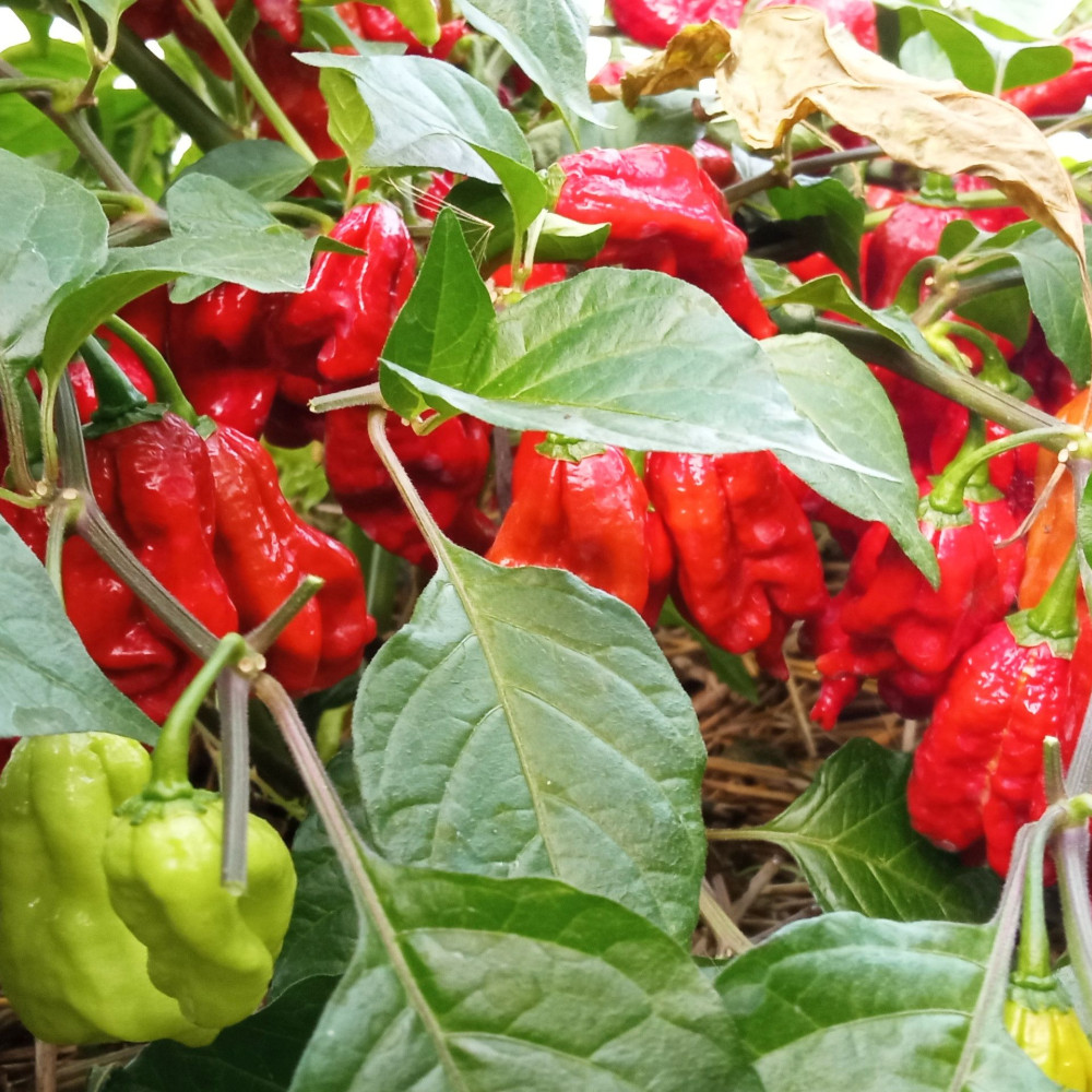 Семена острого перца Naga Tiger-1