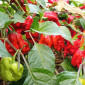 Семена острого перца Naga Tiger