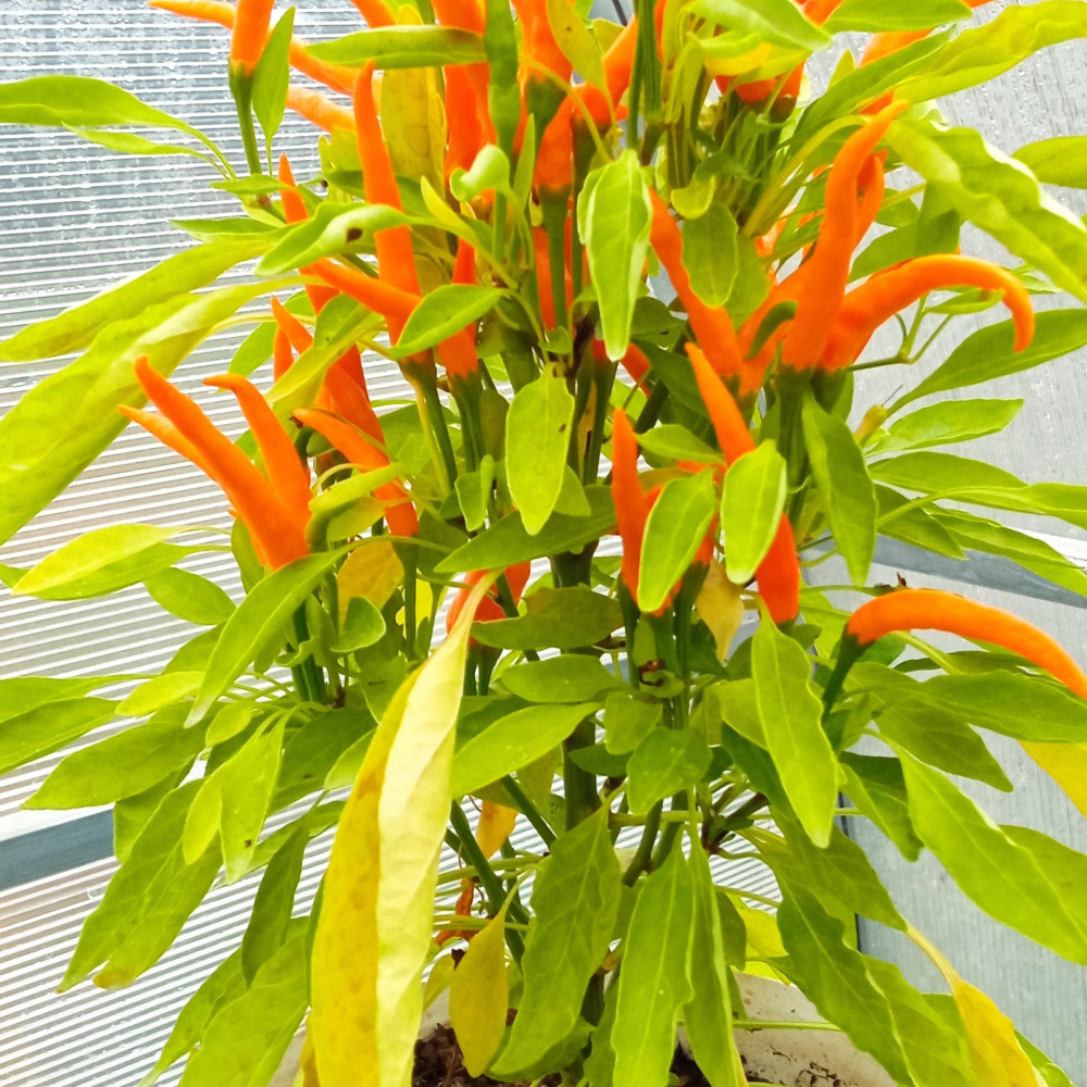 Семена острого перца Bunny joy