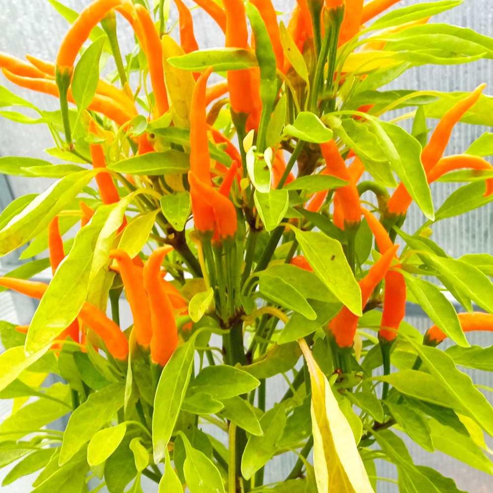 Семена острого перца Bunny joy-1