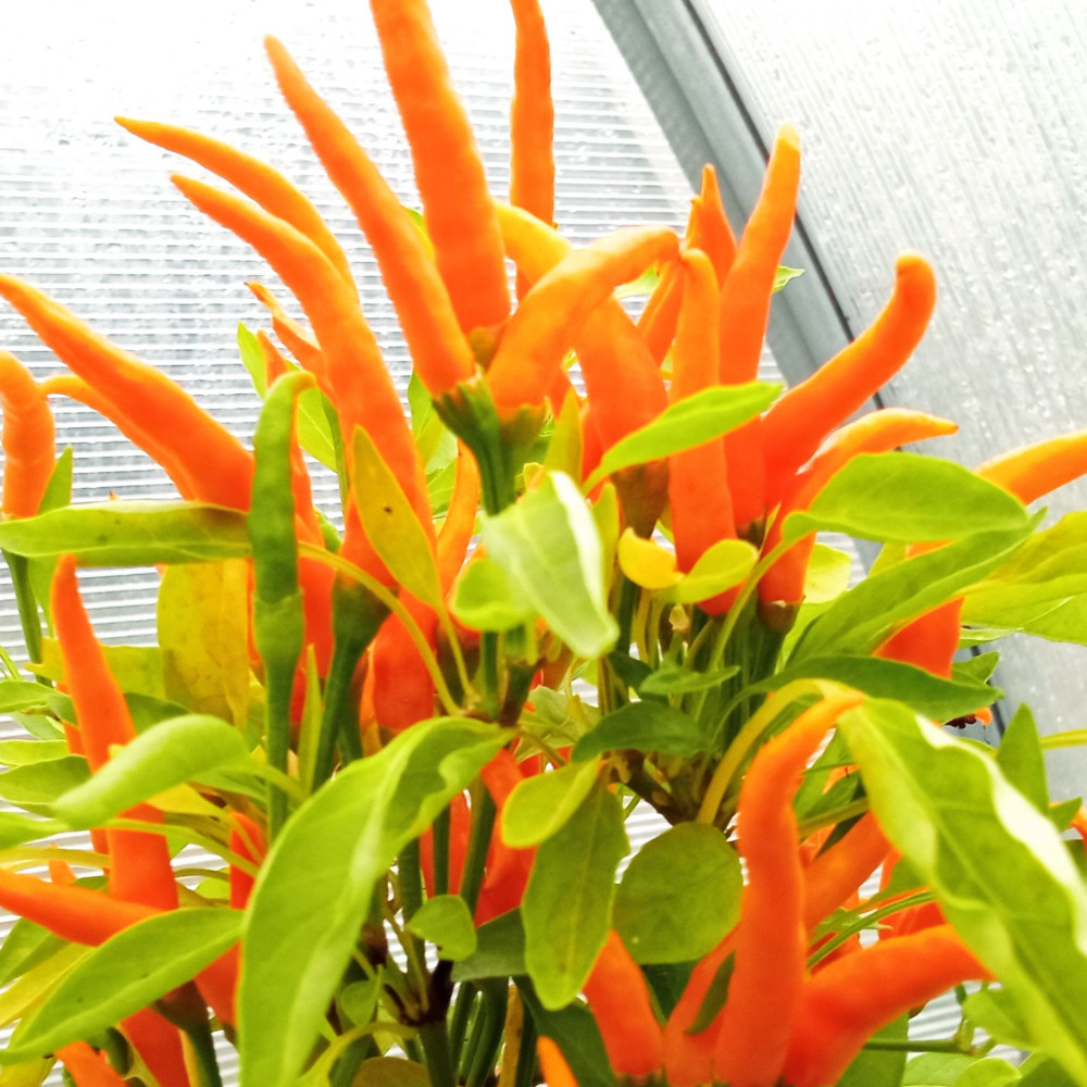 Семена острого перца Bunny joy-2