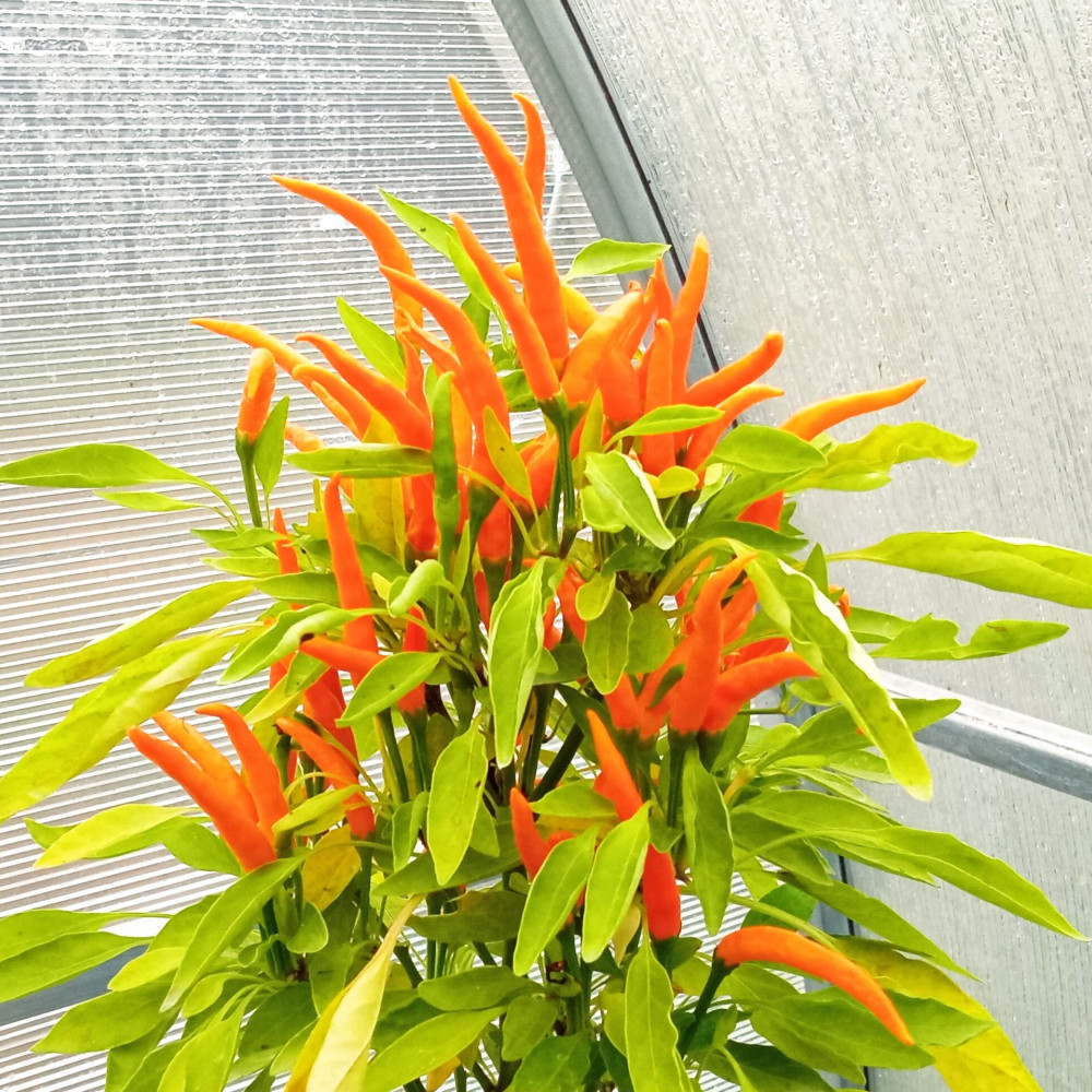 Семена острого перца Bunny joy-3