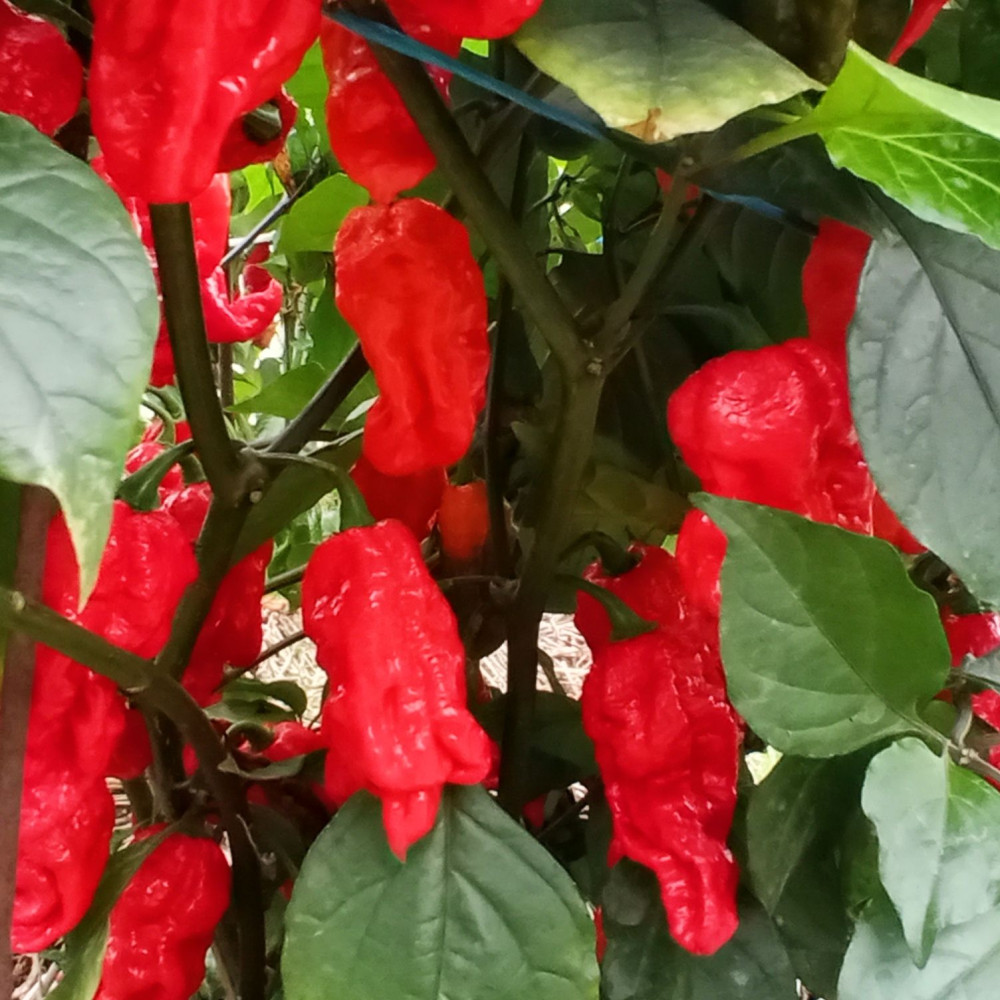 Семена острого перца Reaper dark magma-1