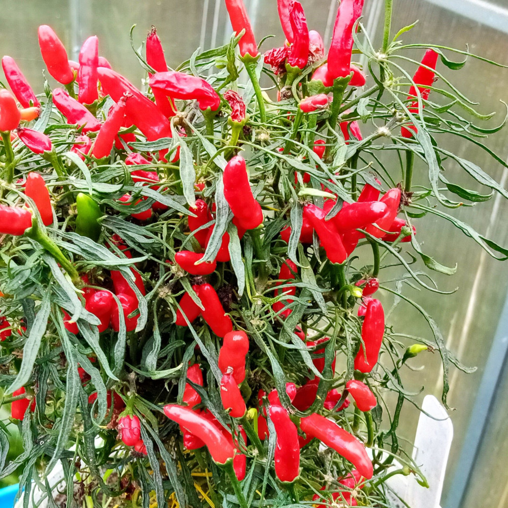 Семена острого перца Candlelight Mutant