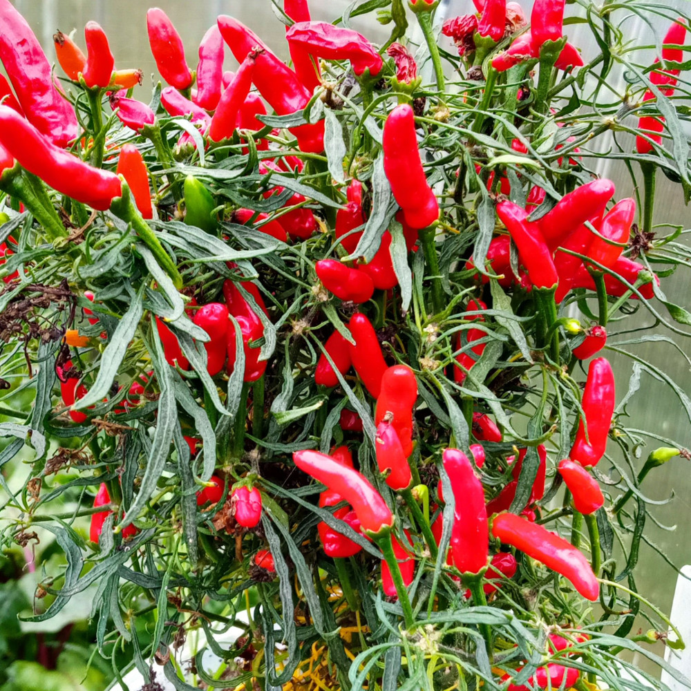 Семена острого перца Candlelight Mutant-2