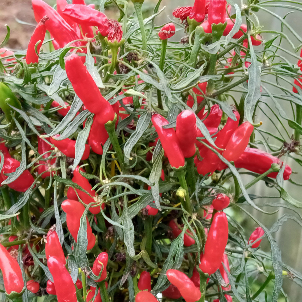 Семена острого перца Candlelight Mutant-3