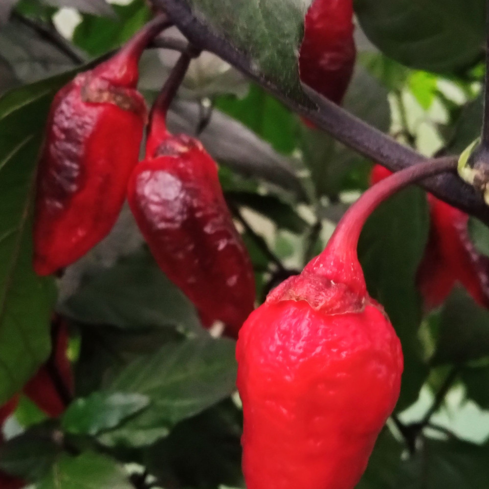 Семена острого перца Cow killer-2