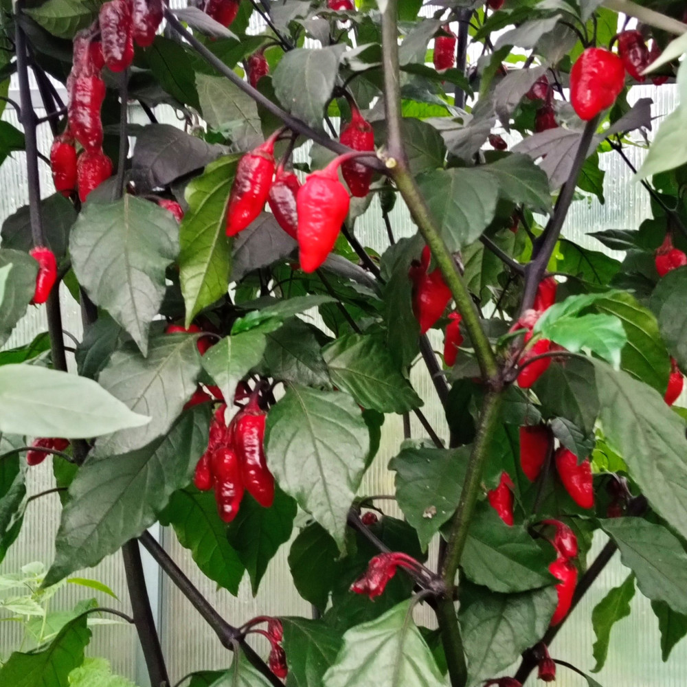 Семена острого перца Cow killer