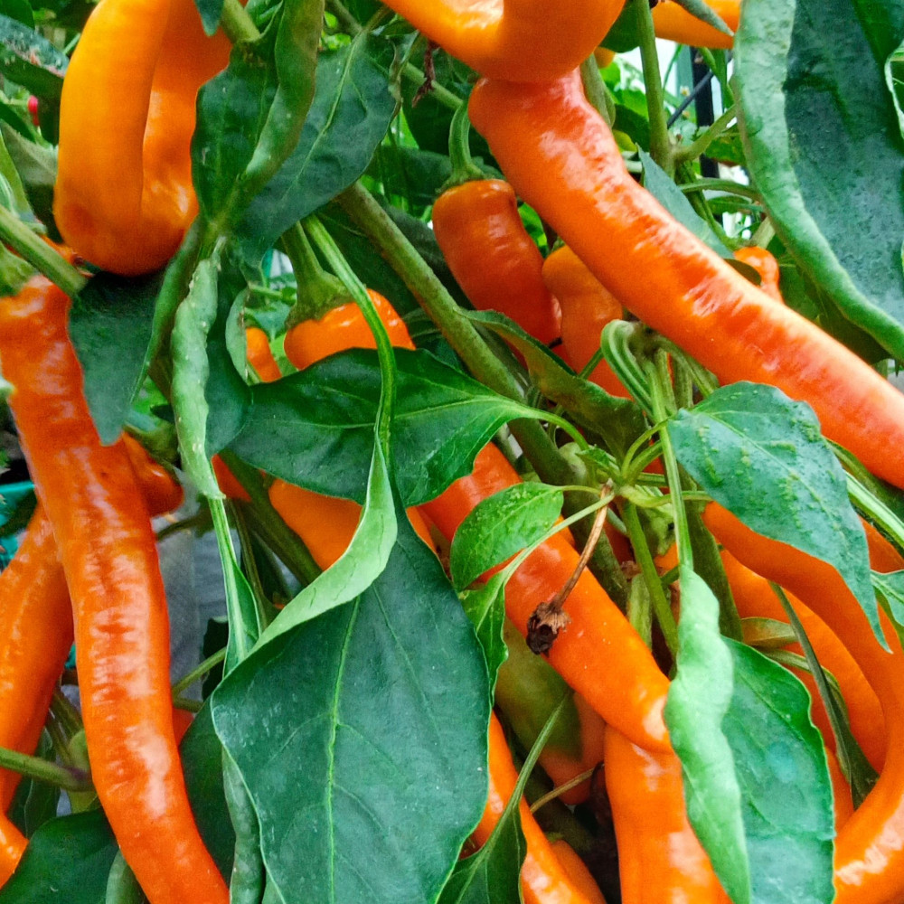 Семена острого перца Цицак жёлтый