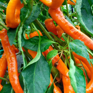 Цицак жёлтый