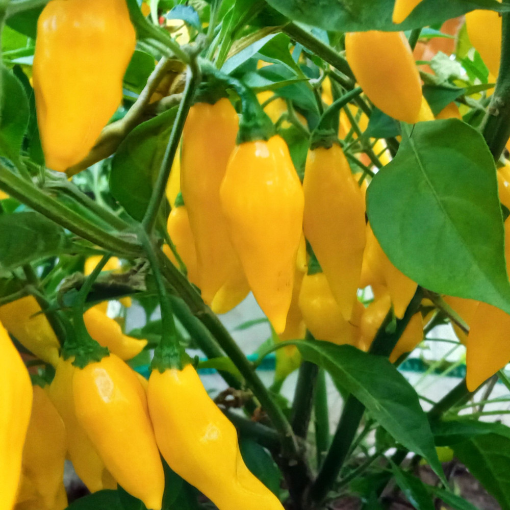 Семена острого перца Aji Mochero-1