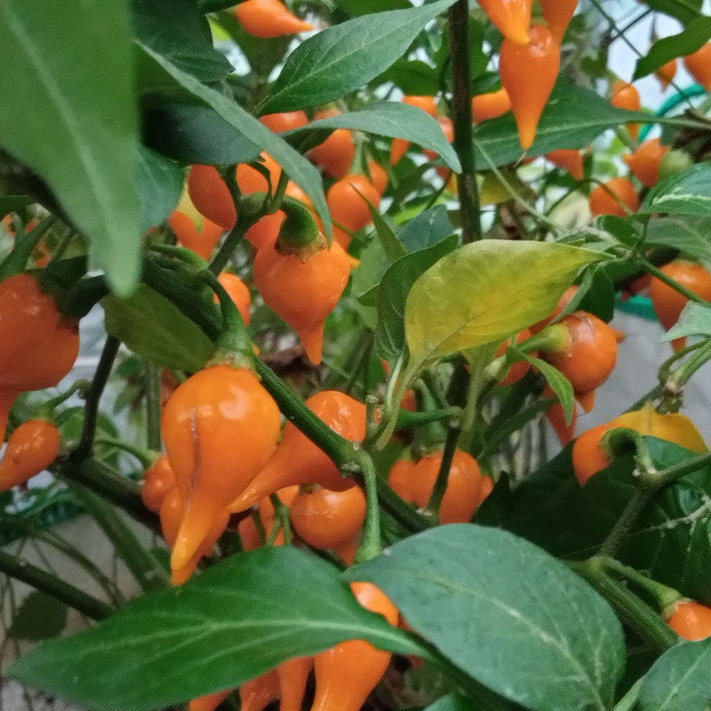 Семена острого перца Biquinho Amarelo-1