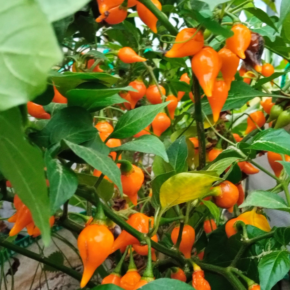 Семена острого перца Biquinho Amarelo-2