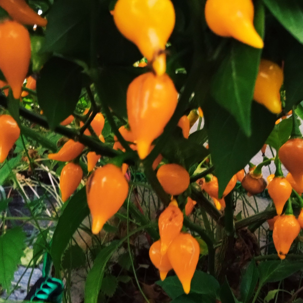 Семена острого перца Biquinho Amarelo-3