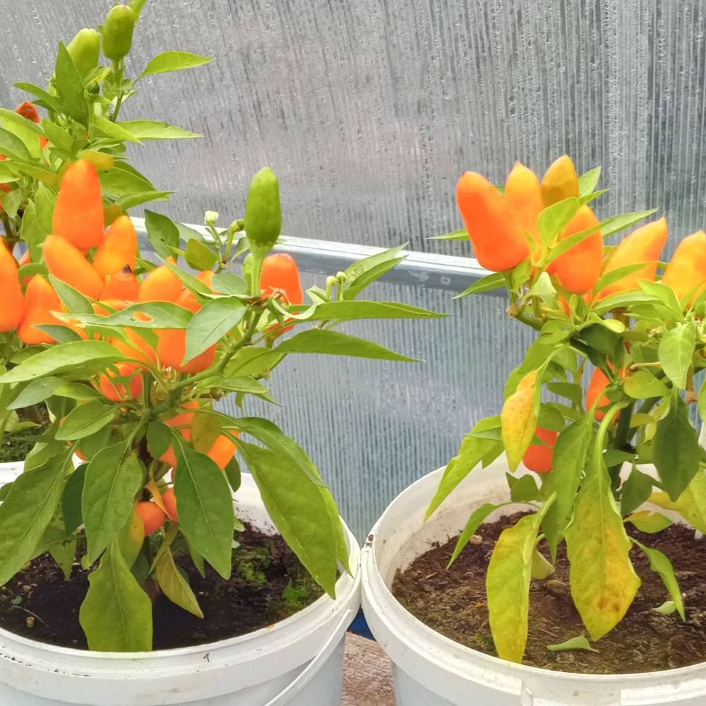 Семена острого перца Foxta-1