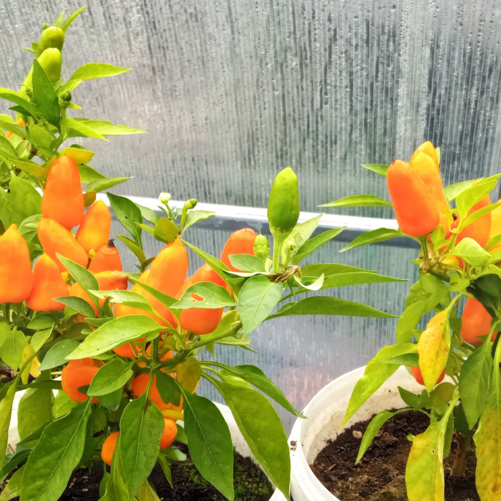 Семена острого перца Foxta-2