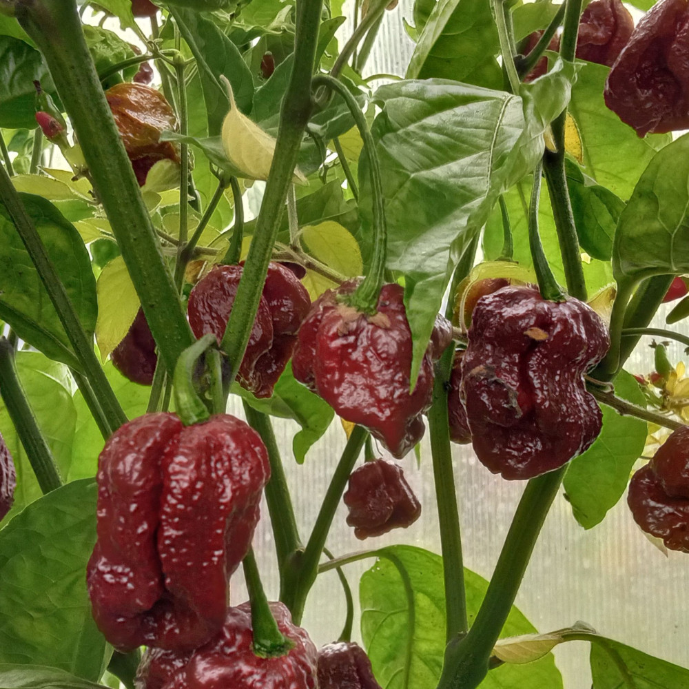 Семена острого перца Trinidad Douglah-1