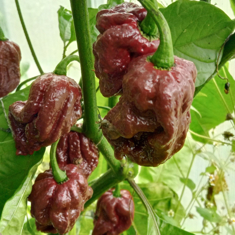 Семена острого перца Trinidad Douglah-2