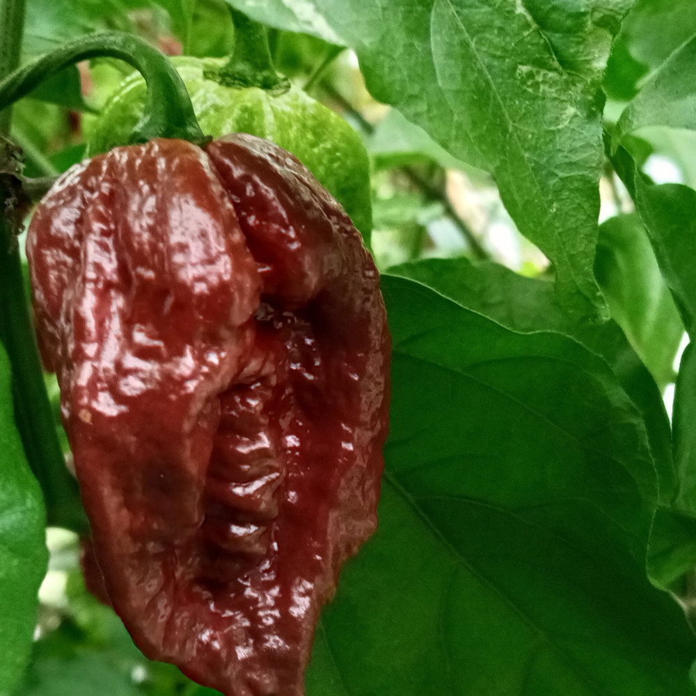 Семена острого перца Trinidad Douglah-3