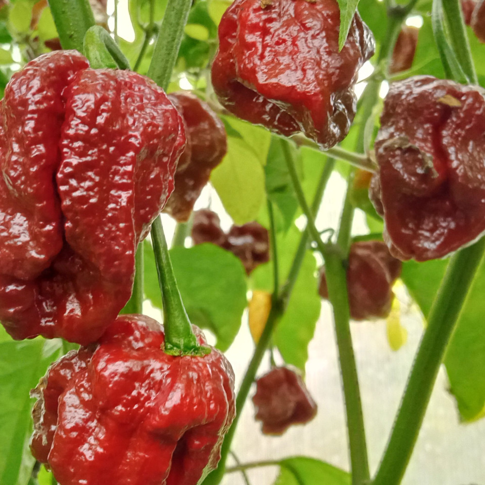 Семена острого перца Trinidad Douglah