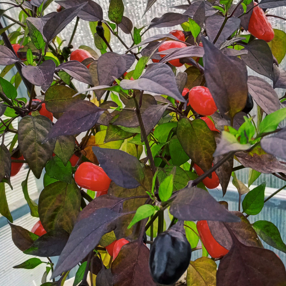 Семена острого перца Black olive ornamental-2