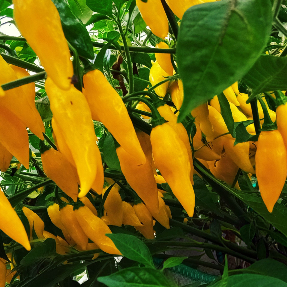 Семена острого перца Aji Mochero-2