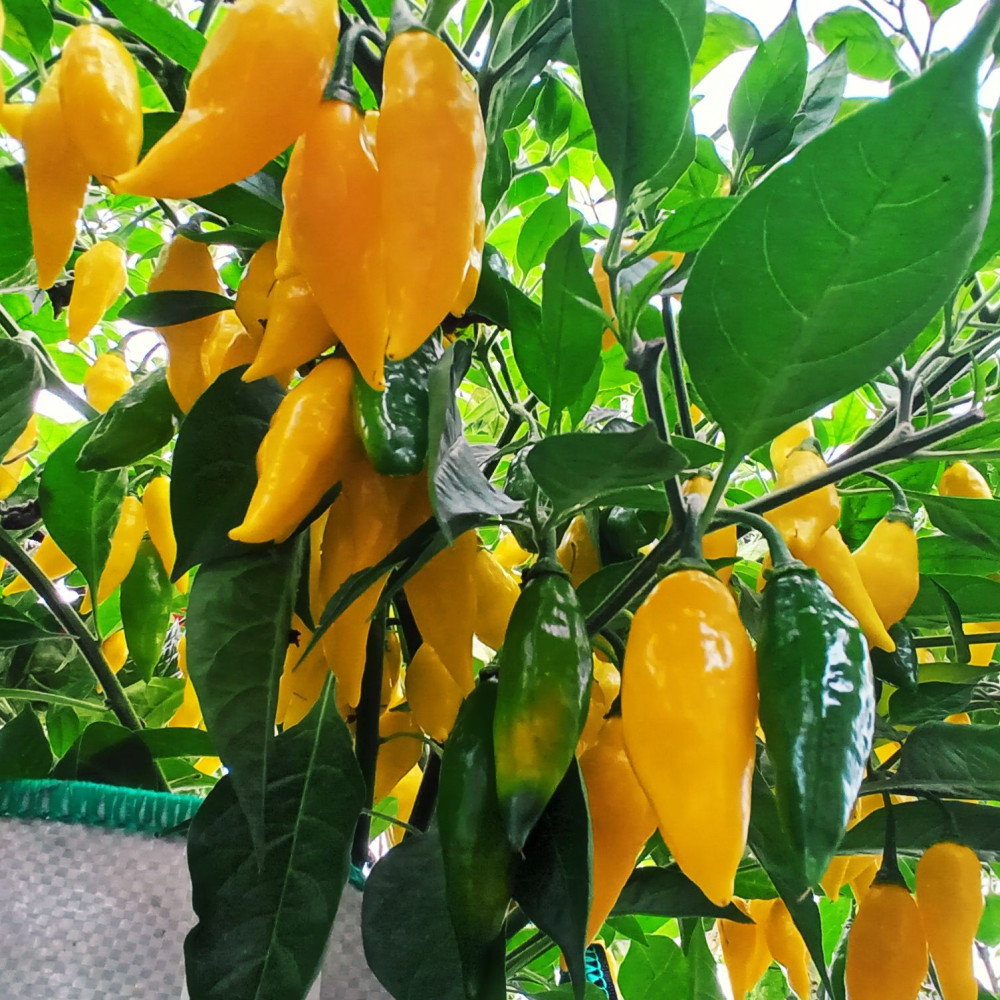 Семена острого перца Aji Mochero-3