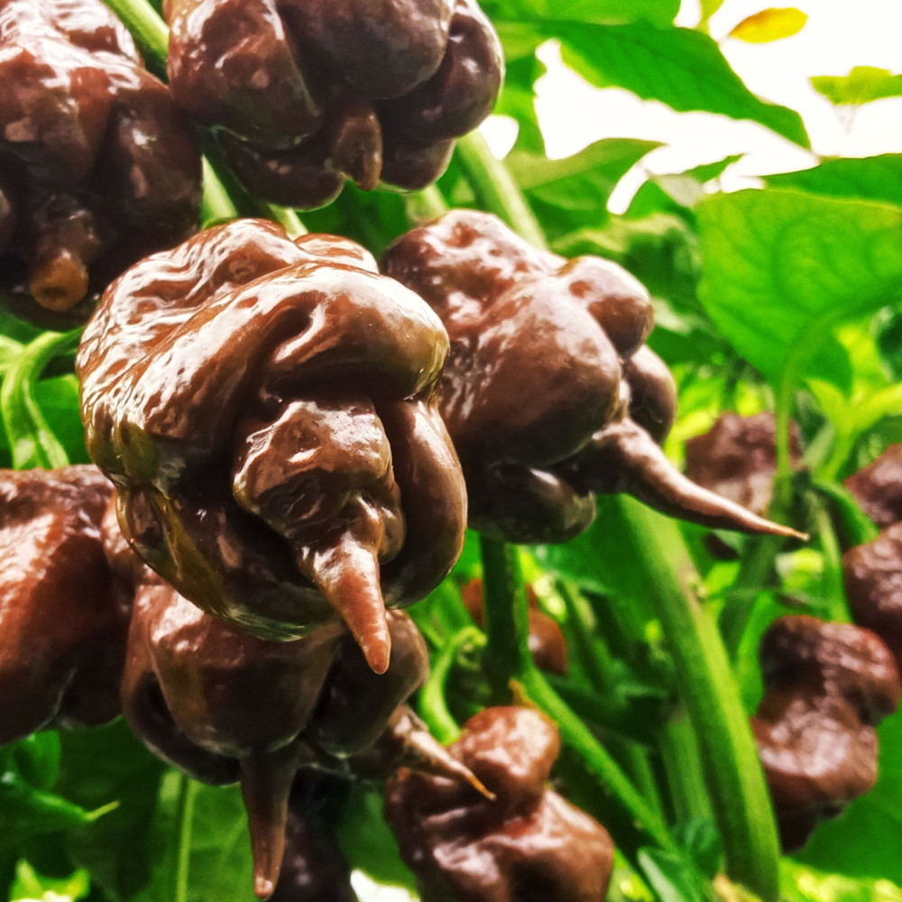 Семена острого перца Odino choco