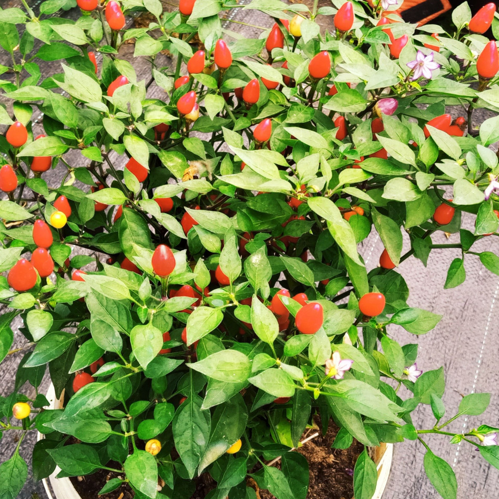 Семена острого перца Гирлянда (CAP 1546)-1