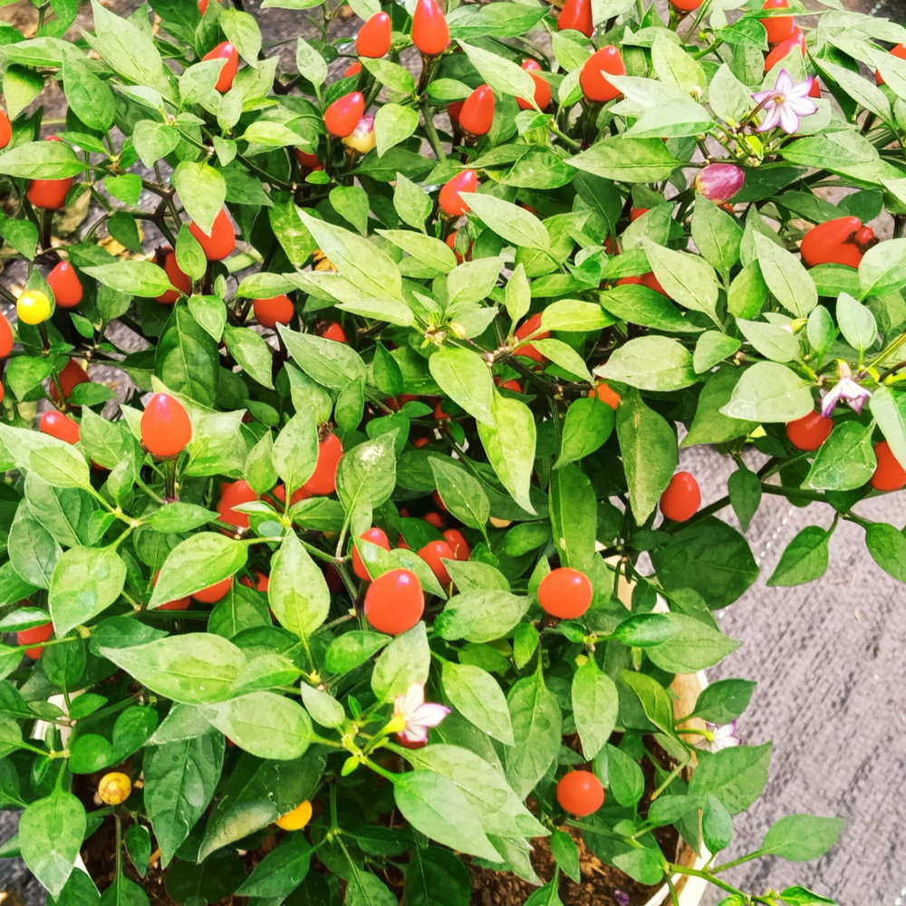 Семена острого перца Гирлянда (CAP 1546)