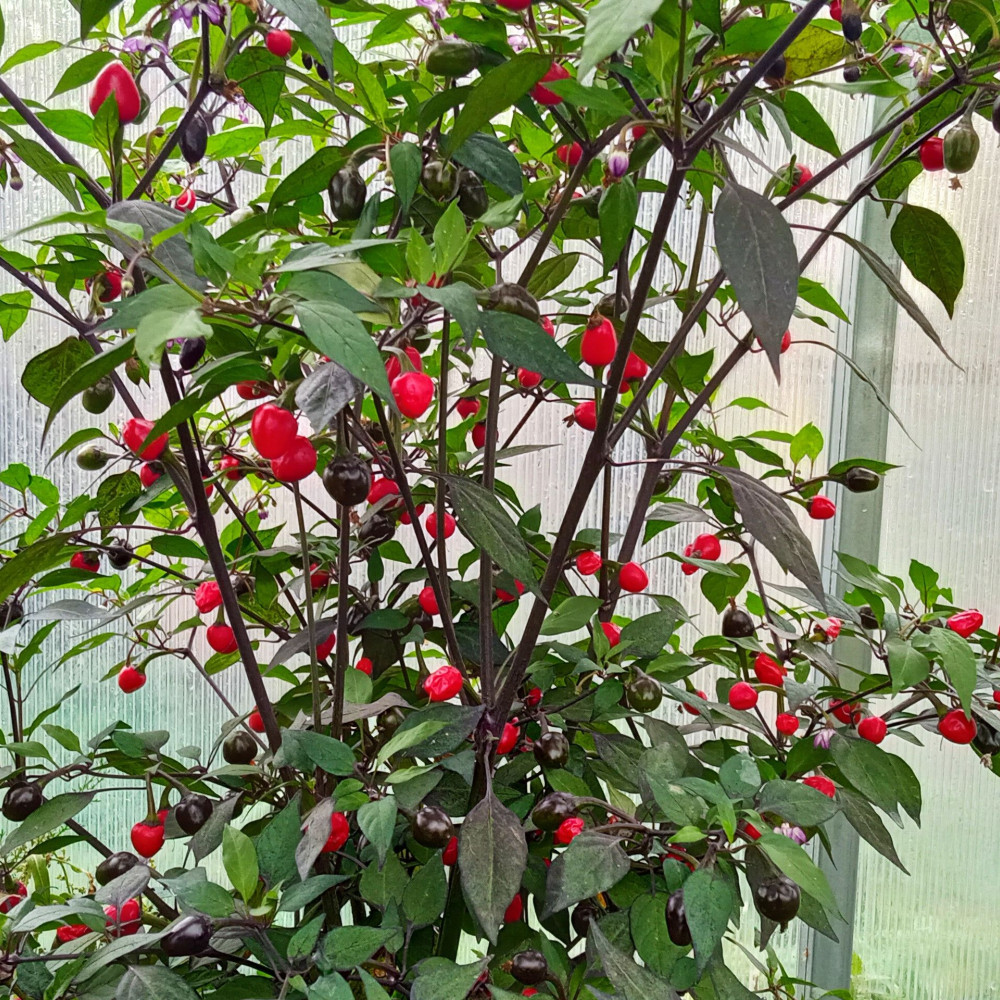 Семена острого перца Gostosa de Brasil