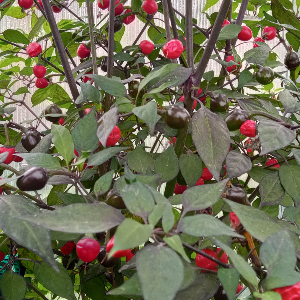 Семена острого перца Gostosa de Brasil-1