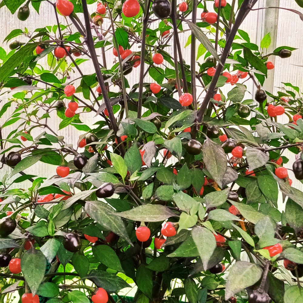 Семена острого перца Gostosa de Brasil-2