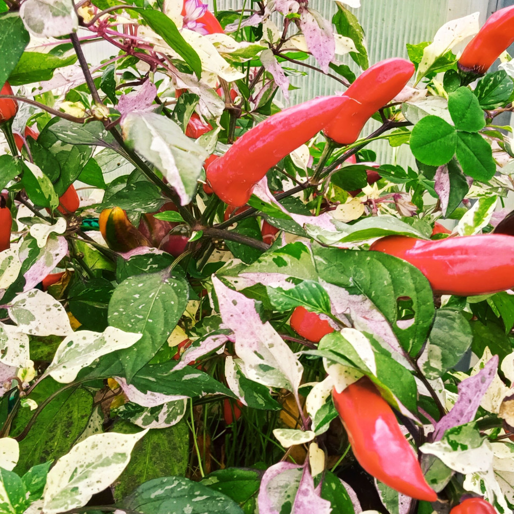 Семена острого перца Tiger Jalapeno-3