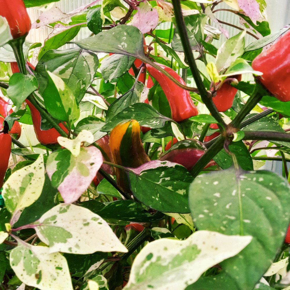 Семена острого перца Tiger Jalapeno-2