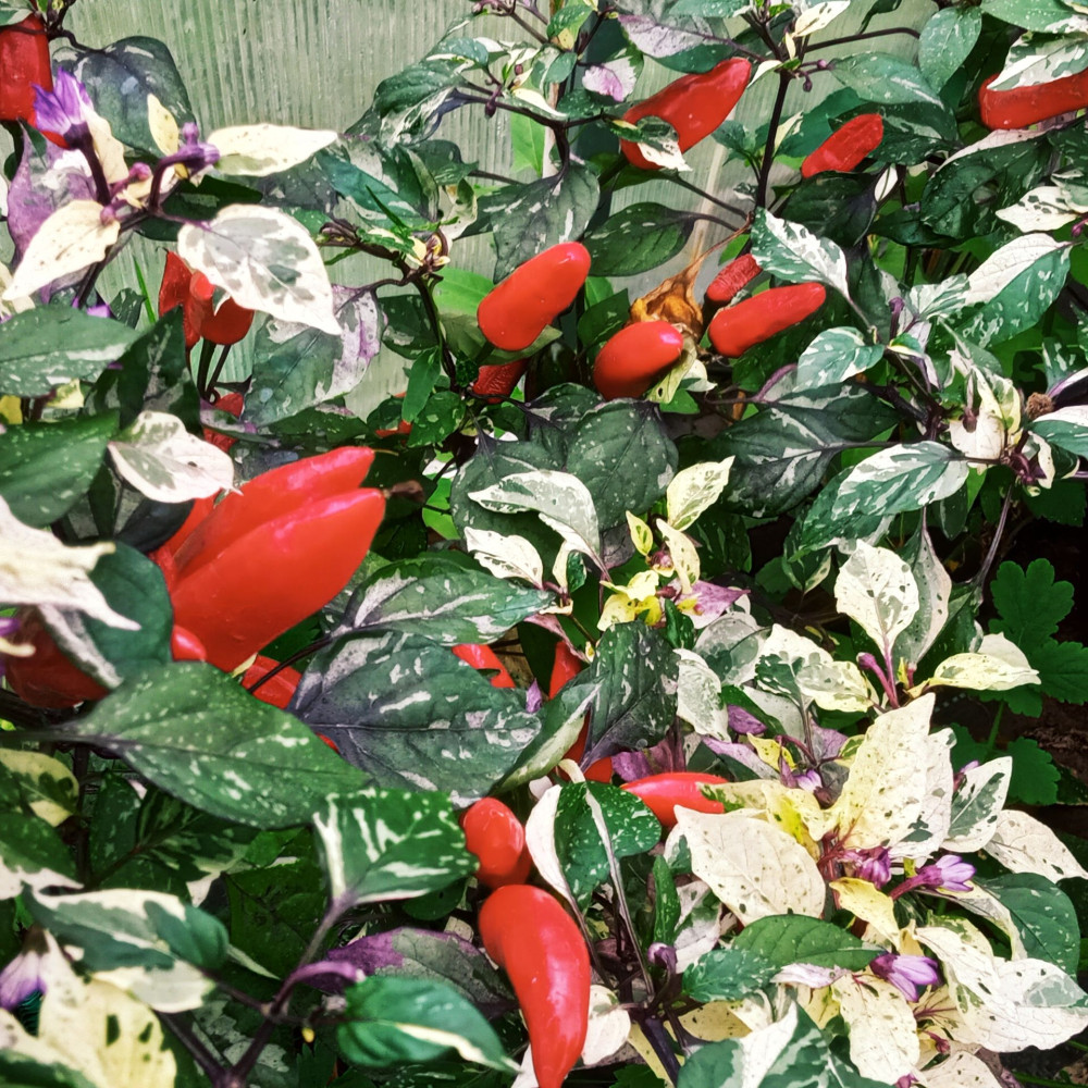 Семена острого перца Tiger Jalapeno-1