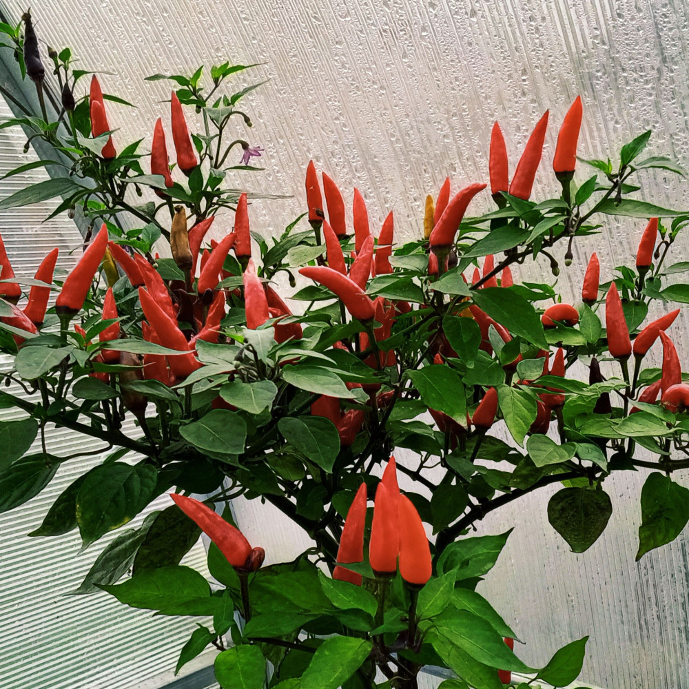 Семена острого перца Dark thai long red