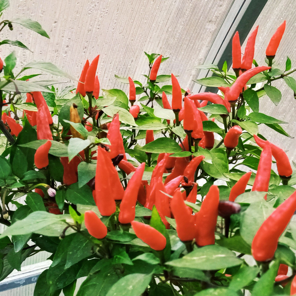 Семена острого перца Dark thai long red-2