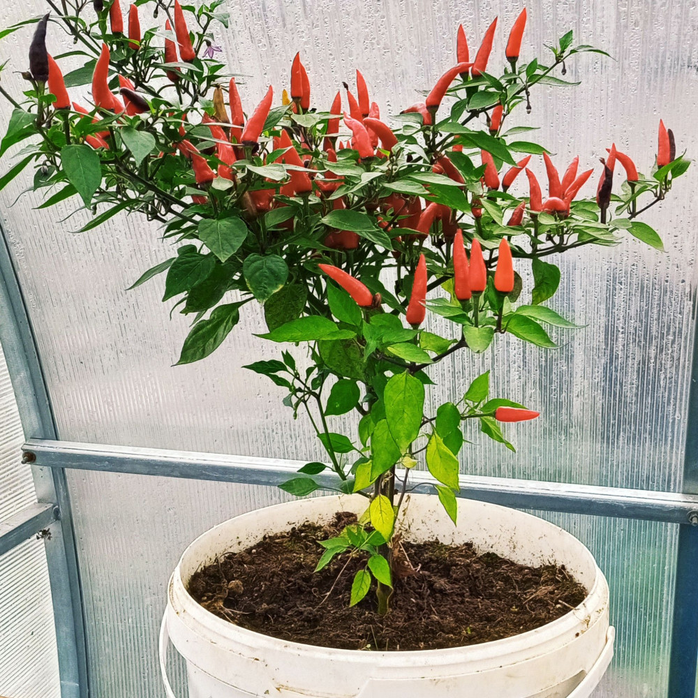 Семена острого перца Dark thai long red-3