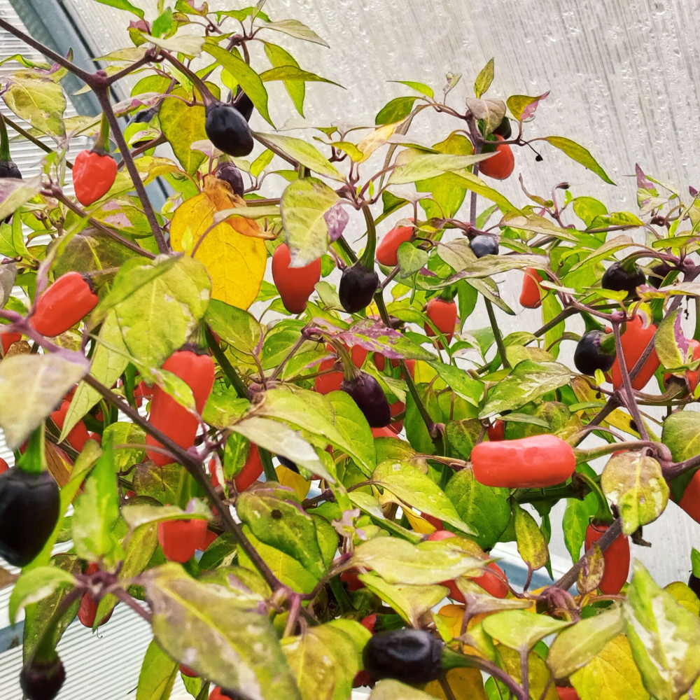 Семена острого перца Variegata-1