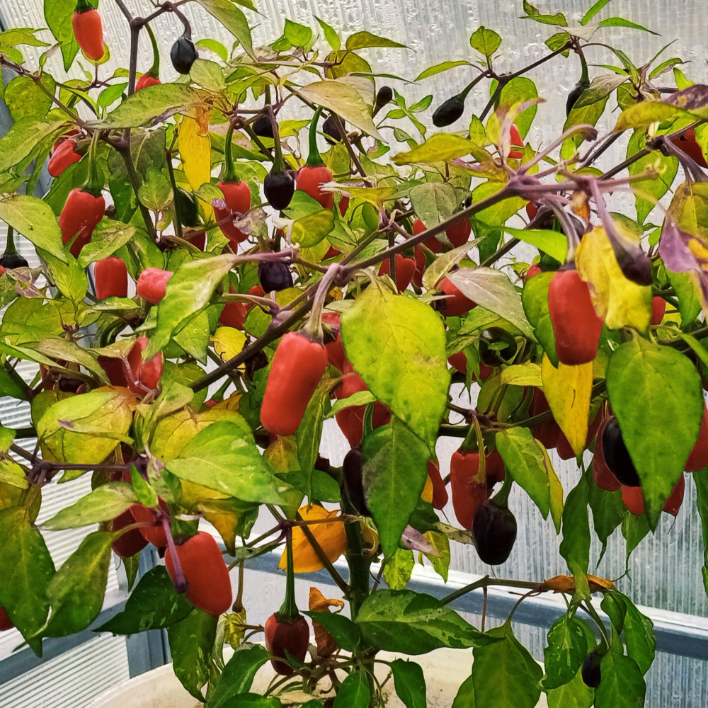 Семена острого перца Variegata-2