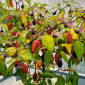 Семена острого перца Variegata